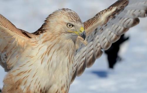 “帶頭大哥”愛吃獨食 算盤再響躲不過證監會