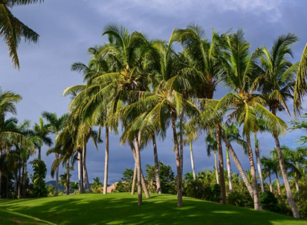 股海牧童揭秘漲停板：海南板塊掀起漲停潮