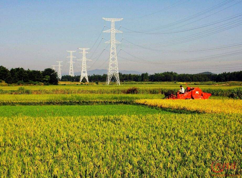 新農開發股票個股分析 年報出爐嚇一跳