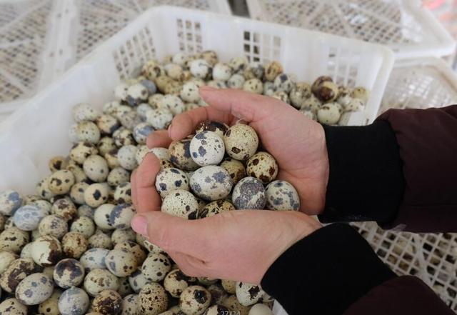 農村創業:放棄穩定收入 小伙回鄉養鵪鶉年入百萬