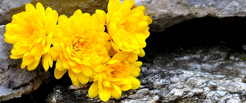 pick完《創造101》，古時獨愛菊的陶淵明們是一群什么人？