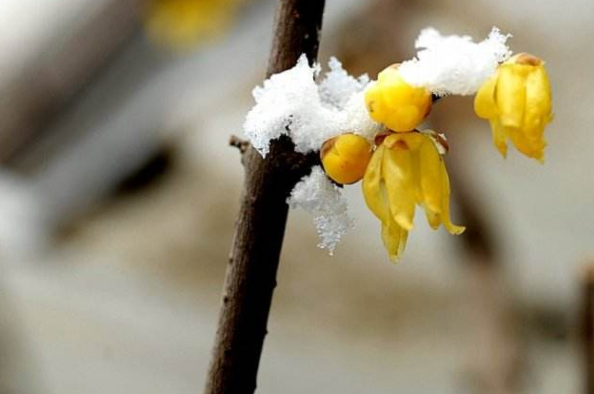 預(yù)埋單使用技巧一覽 新手必看手冊! 預(yù)埋單使用技巧一覽 新手必看手冊!