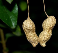 妖股都跳水了 鄉親們去哪了? 妖股都跳水了 鄉親們去哪了?