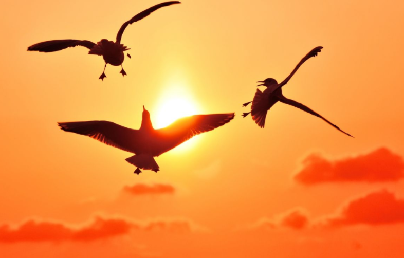 巴菲特股東大會 德云社演員生病眾籌百萬 巴菲特股東大會 德云社演員生病眾籌百萬