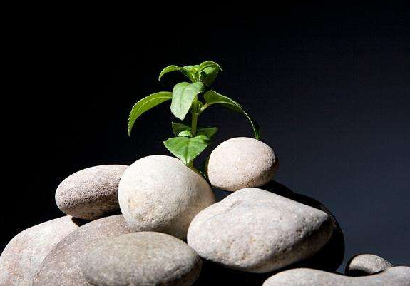 上市公司家家悅：端午要與粽不同 這些好貨要知道！