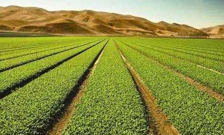 農業板塊龍頭股