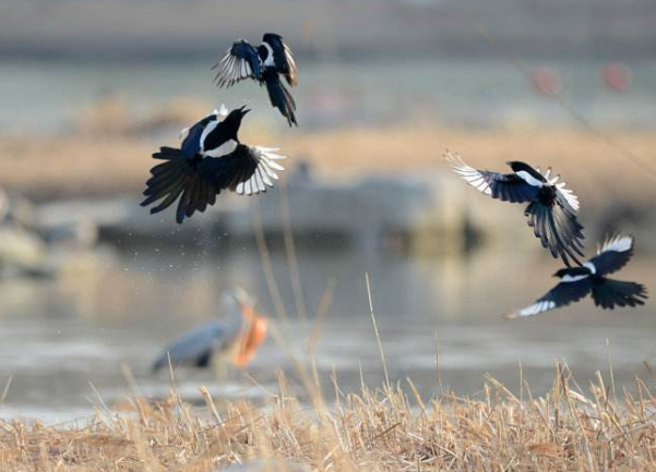 上市公司治理-光威復材：專注提升凝聚力 展示進取精神！