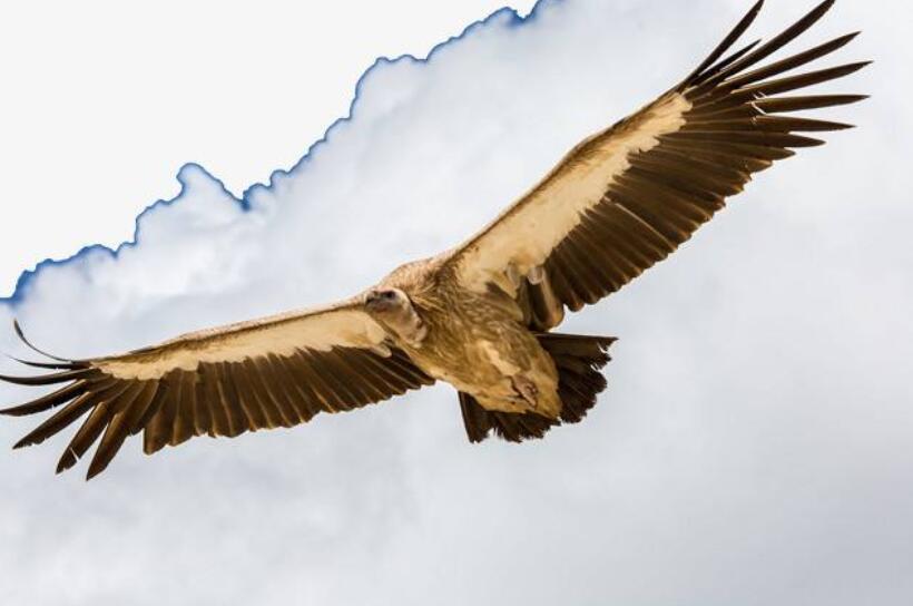 分析是什么意思