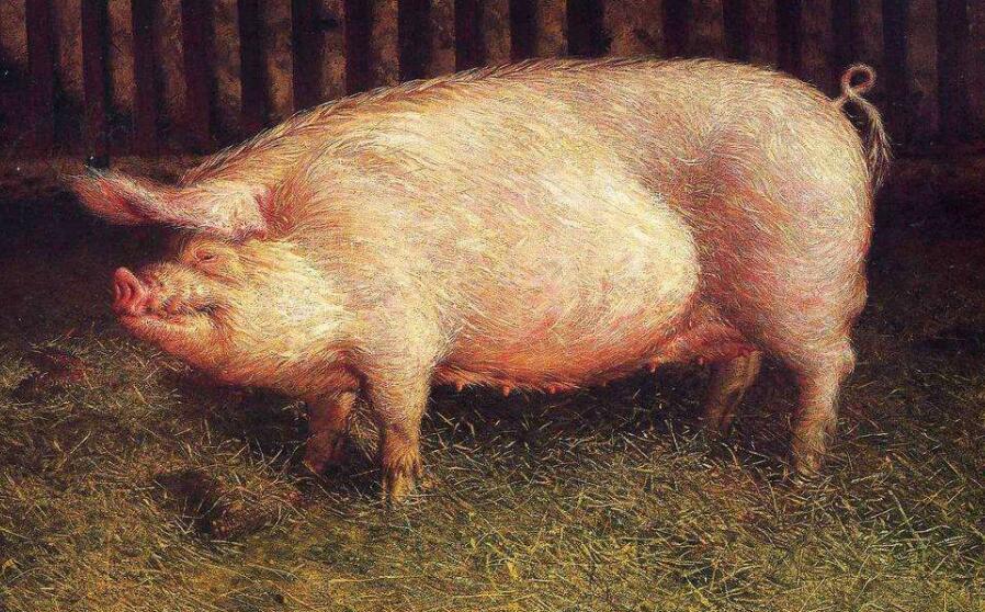 豬肉概念股有哪些 養(yǎng)豬概念股票一覽表