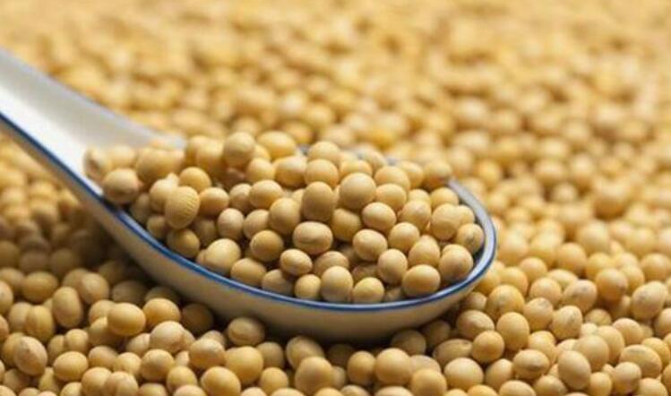 大豆概念股票龍頭-大豆概念股有哪