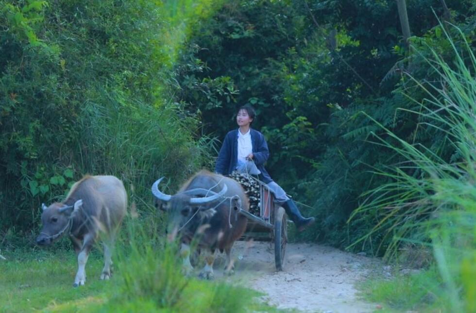 財(cái)經(jīng)365視界-“仙女”李子柒再現(xiàn)記