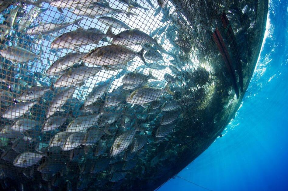 海利生物[603718]股票行情-股吧-最新