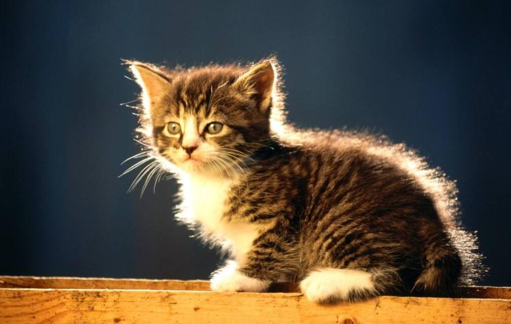 龐大集團股吧-ST龐大(601258)股吧行情