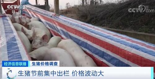 豬肉消費整體疲軟，直接壓制生豬價格的反彈。