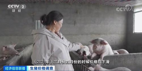  300斤重的豬，大概要虧上千元。