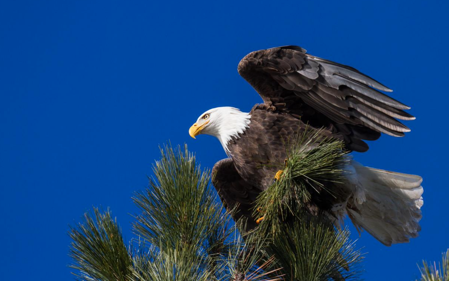 頂流張坤上調申購限額至500萬