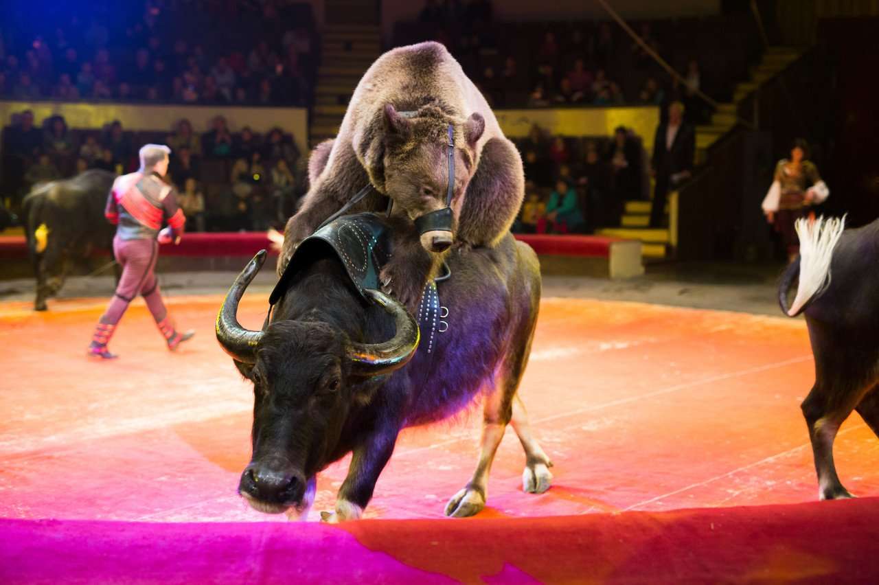 醫(yī)藥龍頭長春高新閃崩跌停影響有多大？