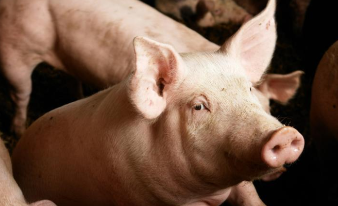 賈躍亭炮轟高合汽車：行業的恥辱！