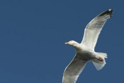 張維迎：心靈不自由 創新無從談起