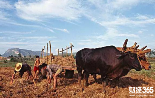 古巴:靠農(nóng)業(yè)拯救國(guó)家?6大做法讓你見(jiàn)證奇跡!